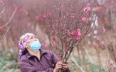 Nông dân trồng đào Nhật Tân 'đứng ngồi không yên' khi dịch COVID-19 bất ngờ bùng phát mạnh