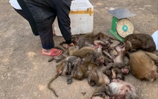 Phát hiện 16 cá thể khỉ sau xe máy của người đàn ông