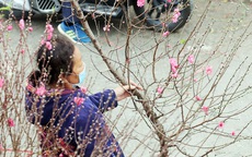 Hà Nội quản lý chặt các chợ hoa Tết tại các tuyến phố trung tâm