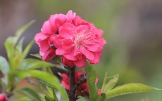 Đầu năm Tân Sửu ngắm hoa đào đẹp độc nhất vô nhị, rước tài lộc về gia đình