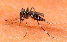 Phú Yên ghi nhận 2 trường hợp tử vong do sốt xuất huyết