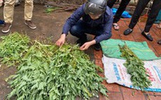 Người đàn ông trồng hơn 300 cây thuốc phiện cao gần 1 mét trong vườn tại Hà Nội