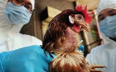 Cần làm gì để tránh virus A/H5N8 độc lực cao lây sang người?