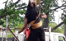Bò tót rừng 700 kg chết trong khu bảo tồn ở Đồng Nai