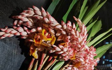 Hoa dại bờ bụi siêu đắt đỏ, mối buôn bán 2.000 cành/ngày