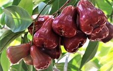 Vị thuốc quý từ hoa quả (4): “Bí mật” về loại quả mọng nước, vị ngọt thanh mát có thể bạn chưa biết