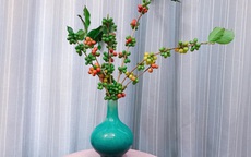 Chị em thích thú làm đẹp nhà bằng cành cafe “lúc lỉu" sai trĩu quả, chi phí 100k thôi mà đặt góc nào cũng sang