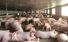Giá thịt lợn "rơi tự do" xuống dưới 30.000 đồng/kg, rẻ như rau