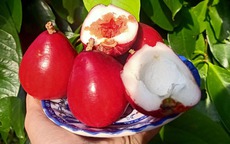 Quả lạ đỏ như son: Món ăn vặt mới lạ chị em lùng mua