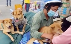 Tin sáng 27/10: Tin vui lớn của người dân khi vào TP.HCM, Hà Nội; cuộc sống hiện tại của chủ nhân 15 con chó bị tiêu hủy như thế nào?
