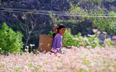 Hà Giang - Nơi đá nở hoa