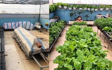Mẹ đảm Đồng Nai cải tạo sân thượng 50m2 thành vườn xanh mướt,  đi chợ 0 đồng mỗi ngày