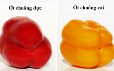 Mẹo chọn ớt chuông cực hay: Đảm bảo mua được toàn quả ngọt, ăn sống cũng không bị hăng!