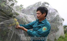 Mắc màn bảo vệ rừng cam đặc sản, kiếm tiền tỷ mỗi năm