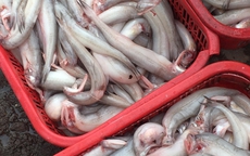 Cá khoai được mùa to ngon, "phủ trắng" chợ mạng, tiểu thương chốt đơn liên tục thu lời bạc triệu mỗi ngày