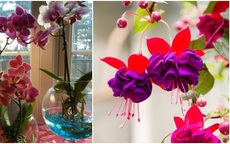 3 loại hoa có thể nở không cần ánh sáng, càng tối hoa càng xum xuê