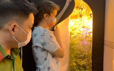 Thanh niên người Nga trồng cần sa trong phòng ngủ ở Bình Thuận