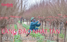 Làng hoa Nhật Tân tất bật chăm đào chuẩn bị mùa vụ Tết