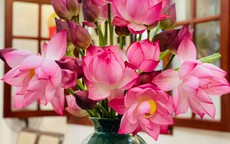 Mẹ đảm Hải Phòng cắm sen kiểu Nhật Bản đẹp mê ly, hé lộ bộ sưu tập bình hoa độc đáo trong nhà