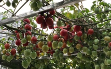 Vườn rau quả sạch 100m² trên mái nhà của mẹ 3 con ở Hà Nội