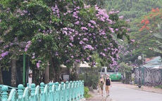 Sắc tím hoa bằng lăng rực rỡ khắp trời Hà Nội