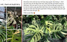 Sau lan đột biến, trầu bà hét giá tiền tỷ: Chuyên gia lên tiếng cảnh báo