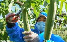Tâm dịch Bắc Ninh: Nông dân không phải ra đồng, lúa và hoa màu tự chất đầy nhà