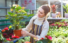 9 cách tiết kiệm khi trồng rau sạch tại nhà, bạn sẽ thoát khỏi tình trạng “tự trồng đắt hơn đi mua”