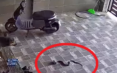 Kinh hãi con rắn lớn trườn nhanh vào nhà dân ở Nghệ An, tấn công chú chó
