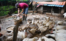 Hướng dẫn viên du lịch về chăn vịt, bán bún riêu cua