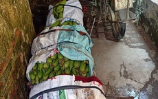 Không thể tiêu thụ nông sản vì dịch COVID-19, nông dân Hà Nội chấp nhận cắt lỗ, “đại hạ giá” chỉ từ 5.000 đồng/kg rau