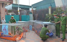 Khởi tố bị can, bắt tạm giam người nuôi nhốt 14 con hổ tại nhà