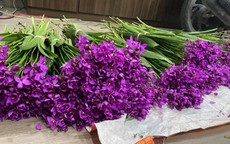 Nông dân trồng hoa Hà Nội "muốn khóc" khi hoa tươi chưa đến 500 đồng/bông