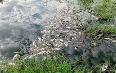 Thừa Thiên Huế: Xuất hiện cá chết hàng loạt trong khu công nghiệp