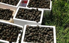 Gác bút về quê đào ao nuôi ốc nhồi, 8X đút túi tiền tỷ mỗi năm