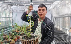 Bất ngờ với chân dung thật của "ông trùm" lan đột biến ngàn tỷ