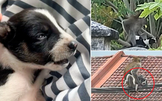 Chó con bị khỉ hoang bắt cóc 3 ngày, sau khi giải cứu dân làng sững sờ chứng kiến chuyện kỳ lạ xảy ra