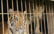 9 con hổ còn sống trong số 17 cá thể hổ được giải cứu ở Nghệ An sẽ được xử lý ra sao?