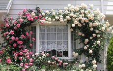 17 ngôi nhà sở hữu giàn hoa leo đẹp đến nỗi ai đi qua cũng phải ngắm nhìn