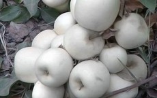 Loại táo 'ma' có vỏ và ruột màu trắng muốt