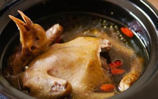 5 điều cấm kỵ khi ăn thịt chim bồ câu, ai biết rồi cần tránh ngay kẻo sinh độc hoặc làm lãng phí dinh dưỡng món ăn