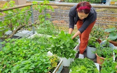 Ban công rau sạch trồng trong thùng xốp giúp mẹ Việt yên tâm chống dịch