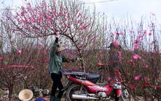 Năm nào cũng mua đào chơi Tết nhưng hẳn bạn chưa biết có đến 4 loại đào để lựa chọn