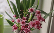 4 loại hoa có mùi thơm như nước xịt phòng, đặt trong nhà vừa sang vừa giúp thanh lọc không khí