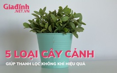 5 loại cây cảnh thanh lọc không khí cực hiệu quả