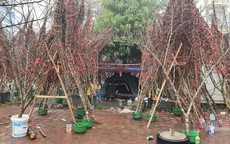 Đào rừng ùn ùn xuống phố, không phải dán tem vẫn 'chụm đầu' dưới mưa