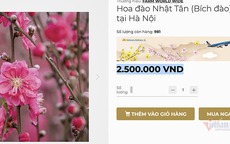 Đào Nhật Tân thắm sàn online, 2,8 triệu/cành vừa rao đã hết hàng