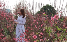 Điểm du xuân “nhất định phải đến” dịp Tết Nhâm Dần 2022: Đắm mình trong sắc xuân tại vườn đào Nhật Tân