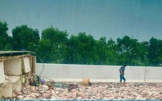 Lật xe tải, hơn 2,5 tấn cá văng ra cao tốc Hà Nội - Hải Phòng