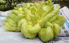 Đại gia mạnh tay mua cả vườn loài quả ‘nghìn tay’ giá đắt để trưng Tết